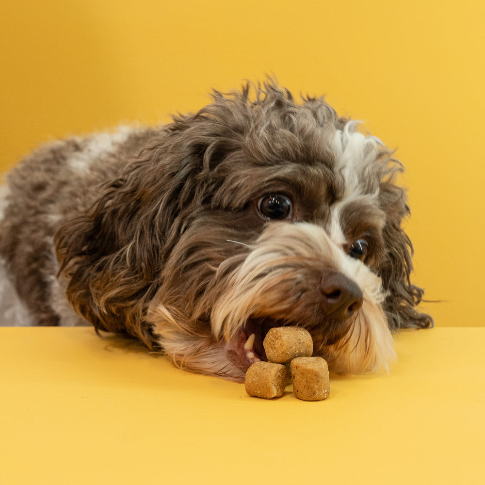 What Makes a Good Supplement for Dogs?
