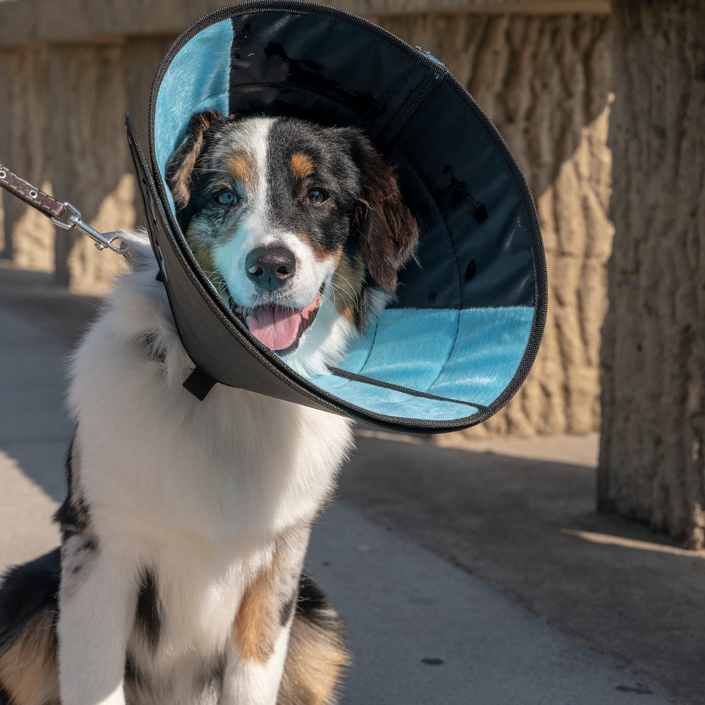 dog wearing calmer e collar cone for recovery