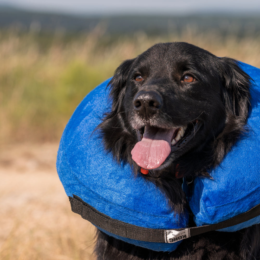 How To Choose Between A Dog Cone or An Inflatable Collar? – KVP ...