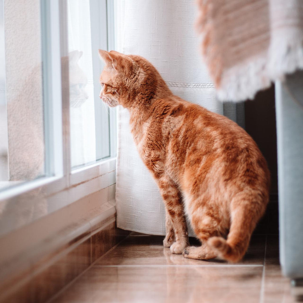 cute orange tabby cat looking out the window