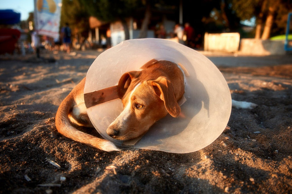 prevent dog itching with cone