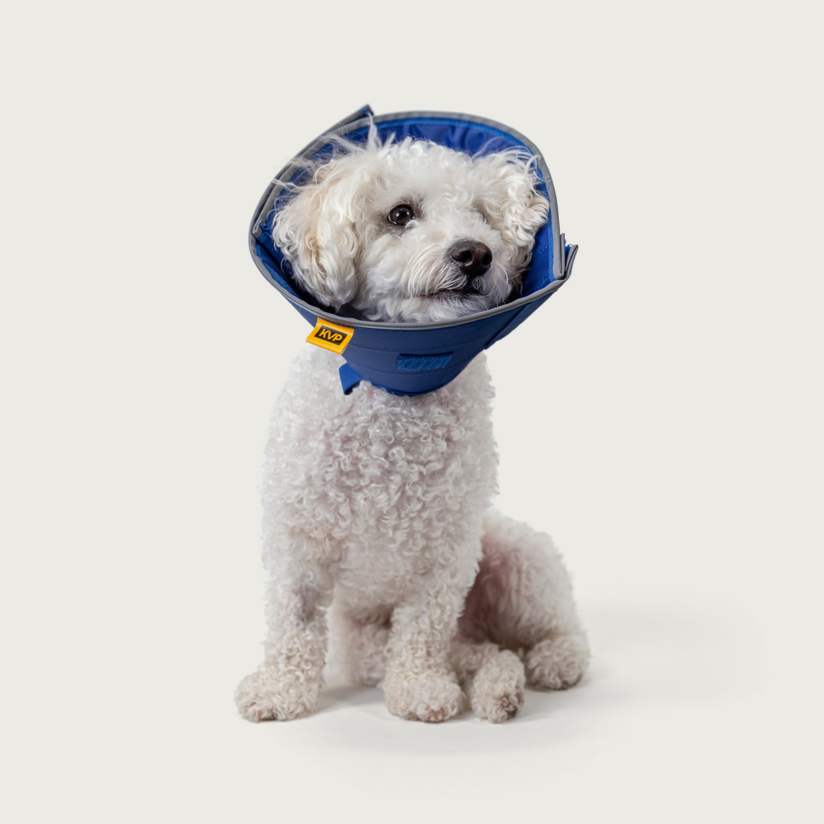 White dog wearing the blue KVP Calmer recovery collar