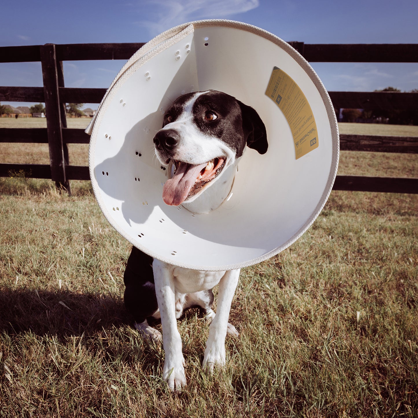 
                  
                    bettercollar worn on dog to help with recovery
                  
                