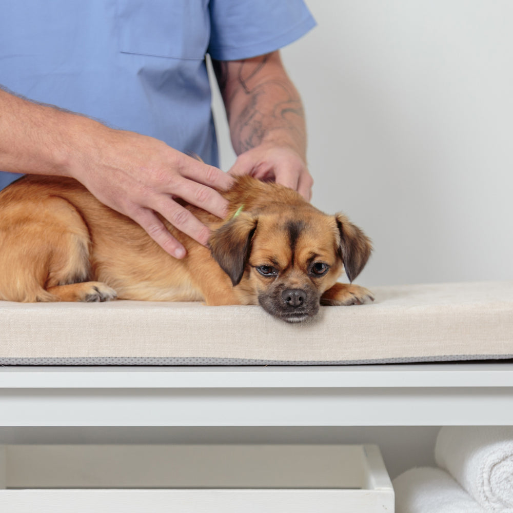 Patient Care Collection 2024 KVP International Catalog KVP