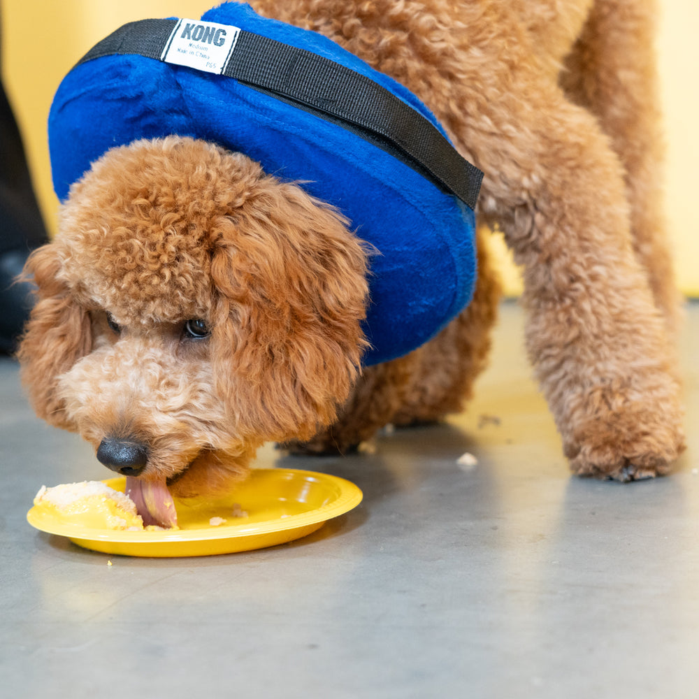 2024 KVP International Catalog The Better Pet Care Company KVP