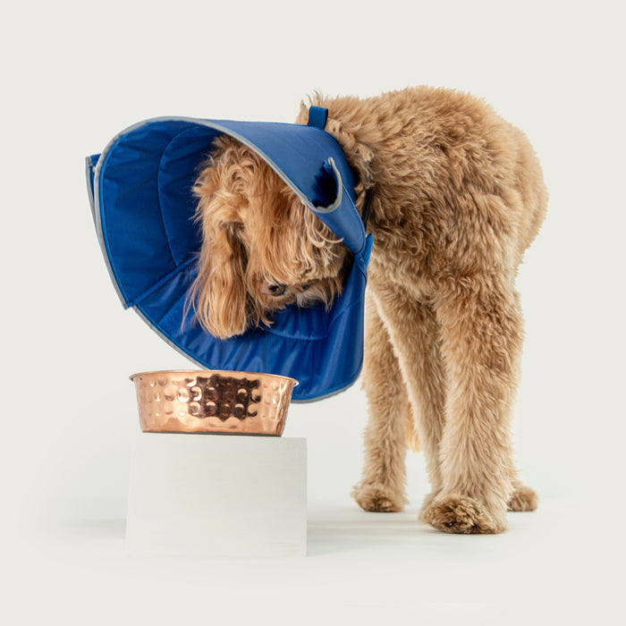 Dog eating through the Calmer collar's EasyFeed opening