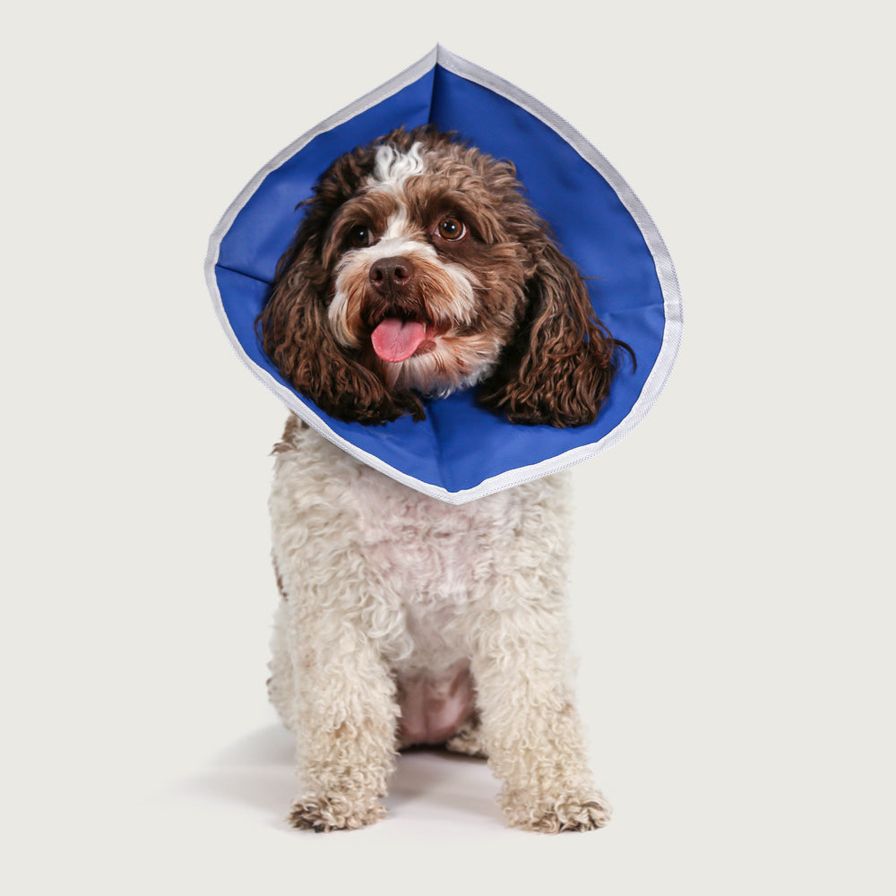 ez flex dog cone collar for recovery