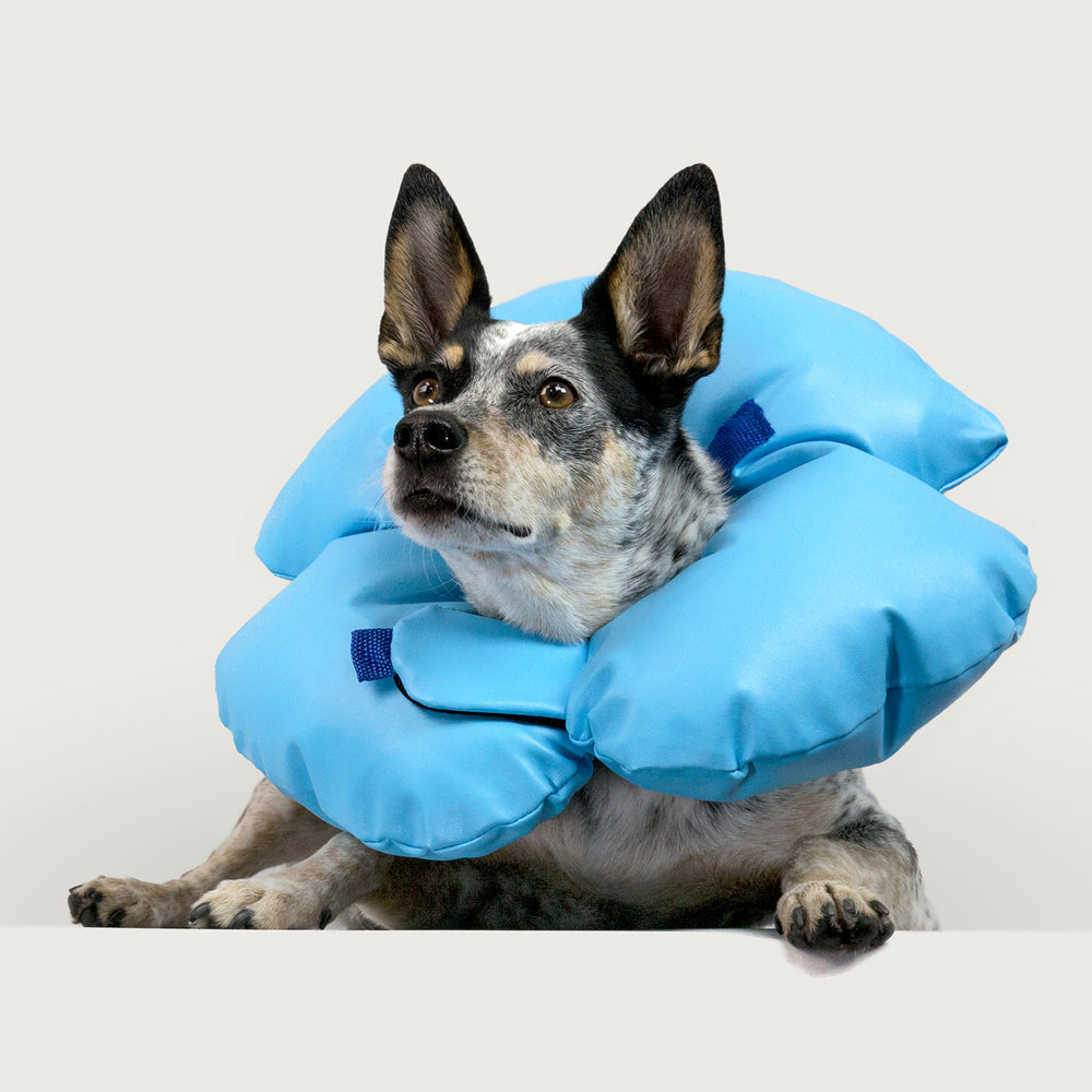 kvp air o collar on adorable dog