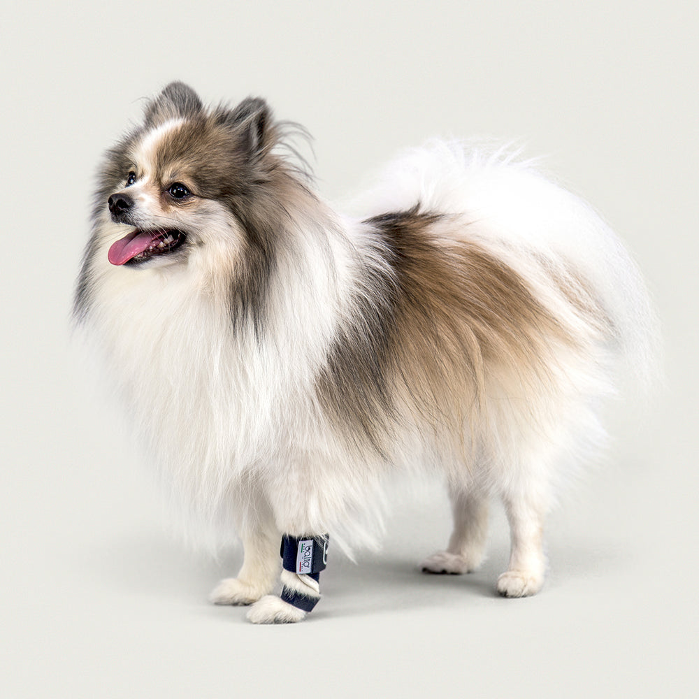 balto usa splint brace for canine dogs with a happy dog wearing a brace