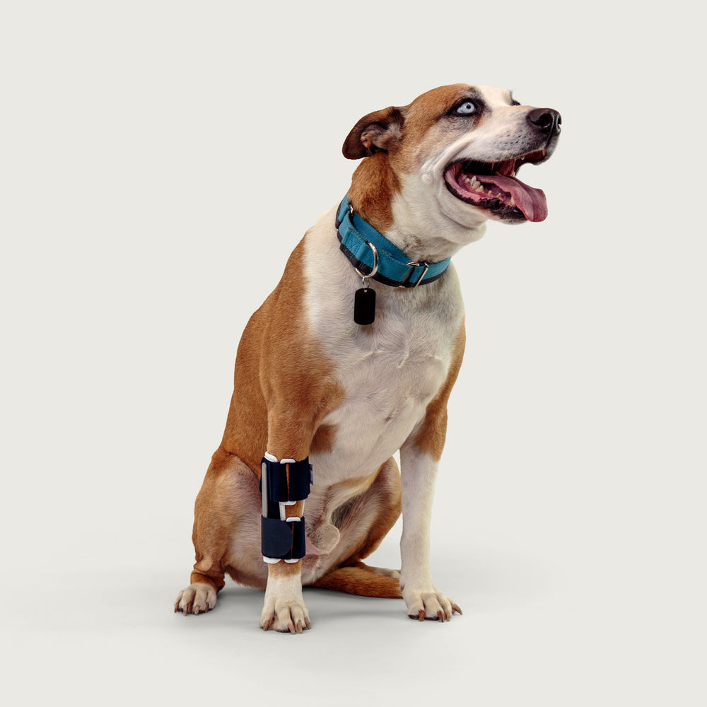 
                  
                    balto usa bone brace for canine orthopedic health as worn by a dog
                  
                