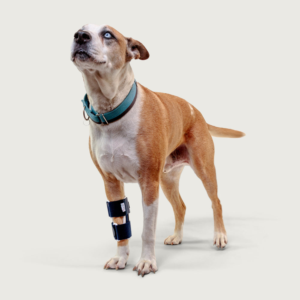 balto usa bone brace for canine orthopedic health as worn by a dog in a different view
