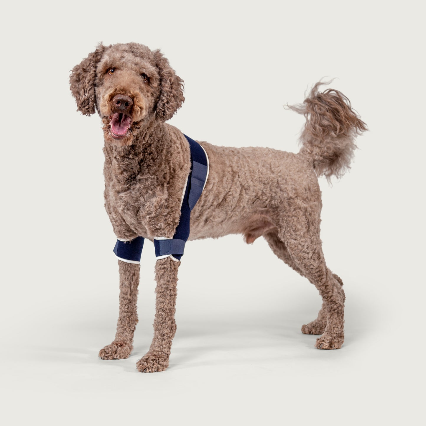 balto soft plus shoulder brace as shown on dog smiling