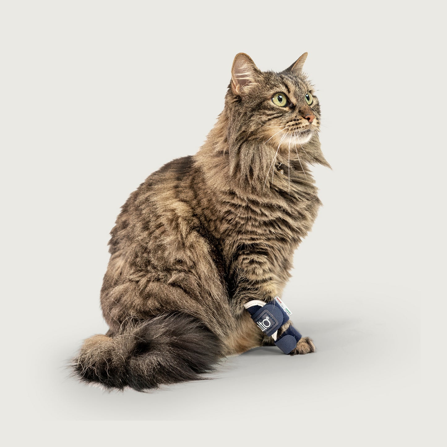 
                  
                    cat wearing balto splint brace looking off to side
                  
                