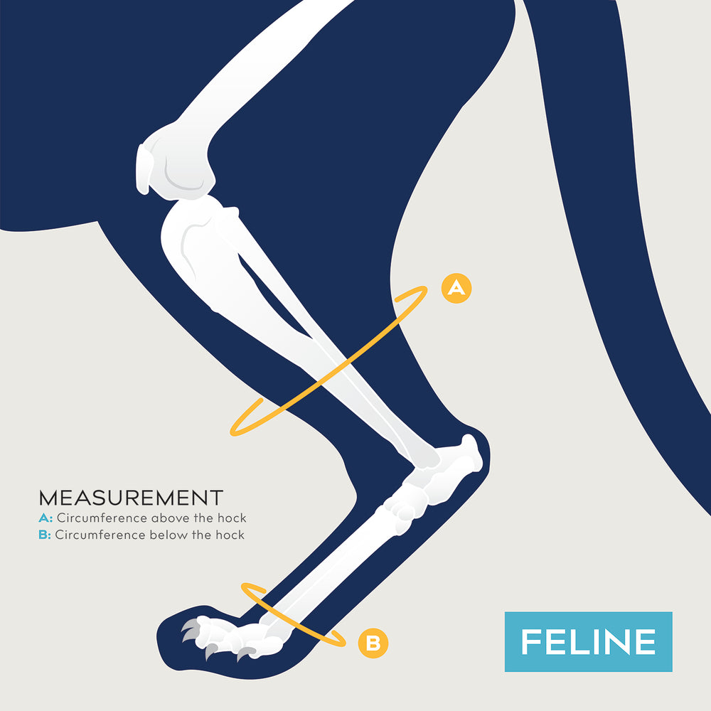 
                  
                    balot hock measurement guide
                  
                