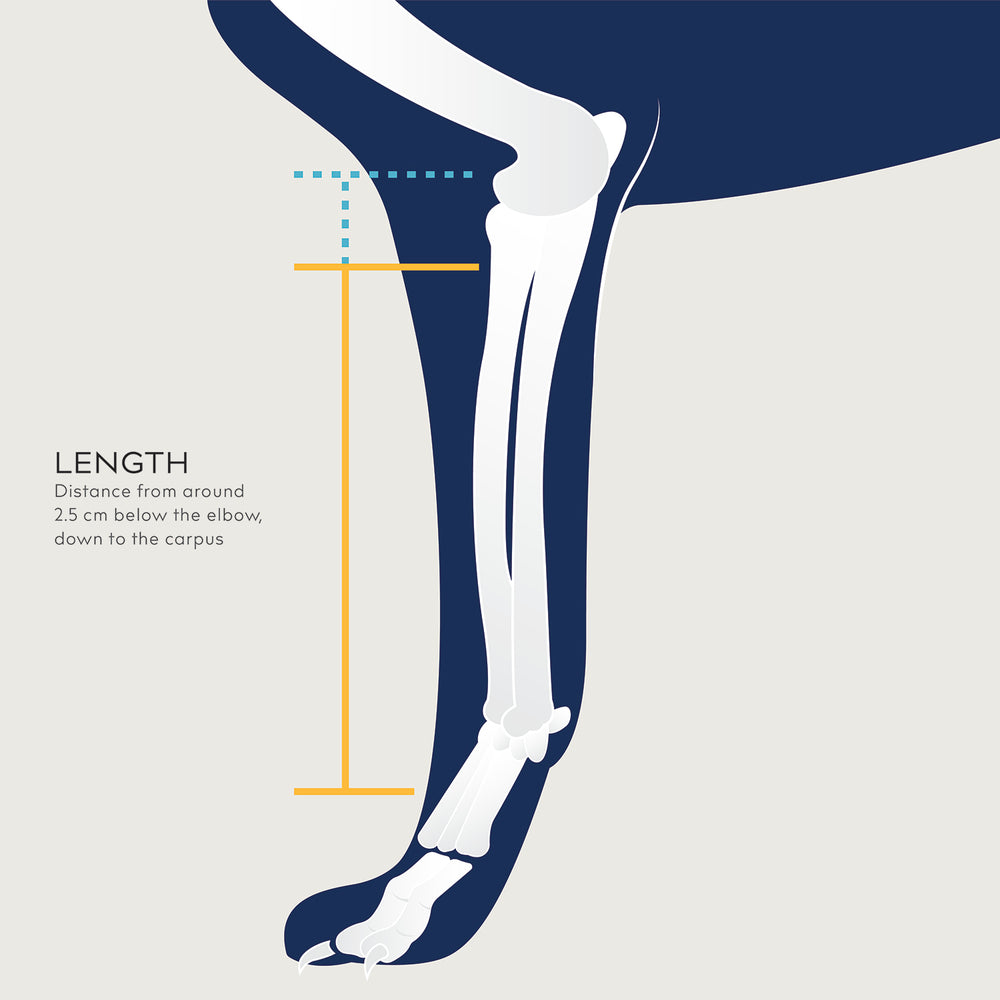 
                  
                    balto usa bone measuring diagram
                  
                