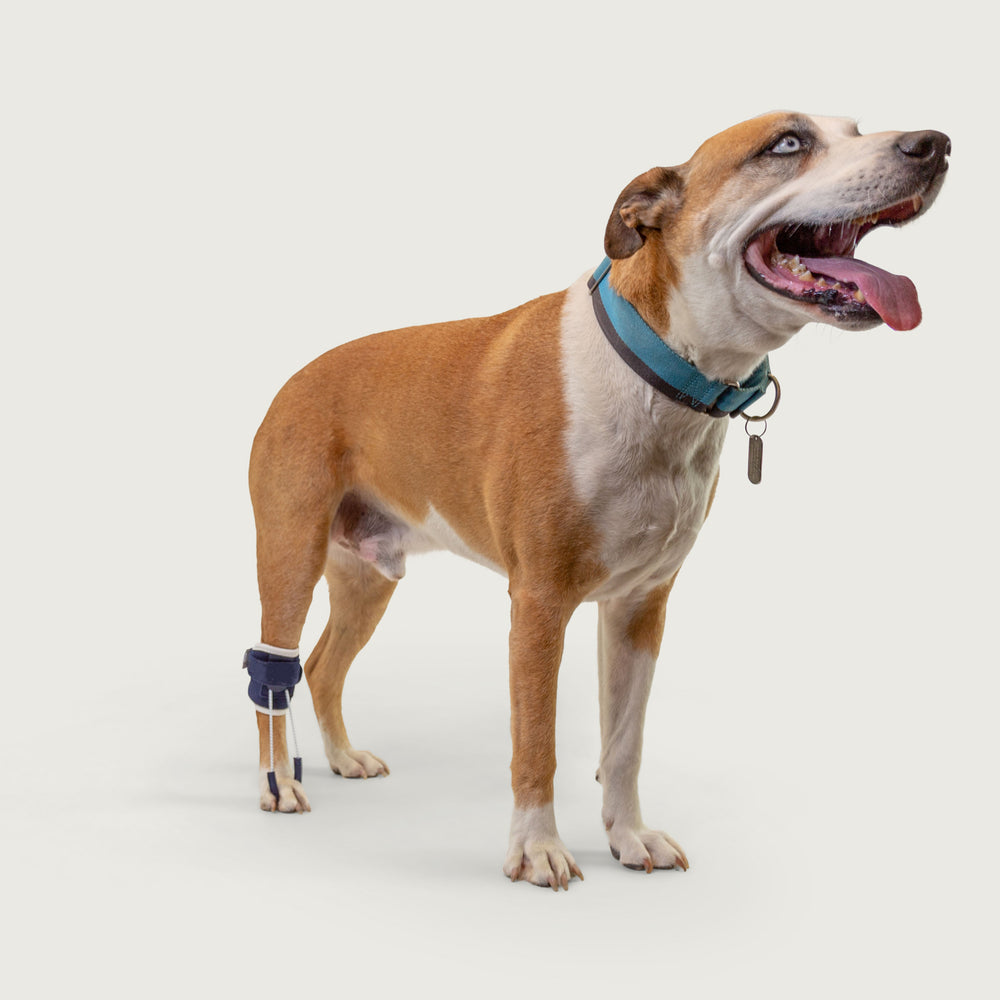 balto usa orthopedic brace for canine. showing the pull brace on a dog