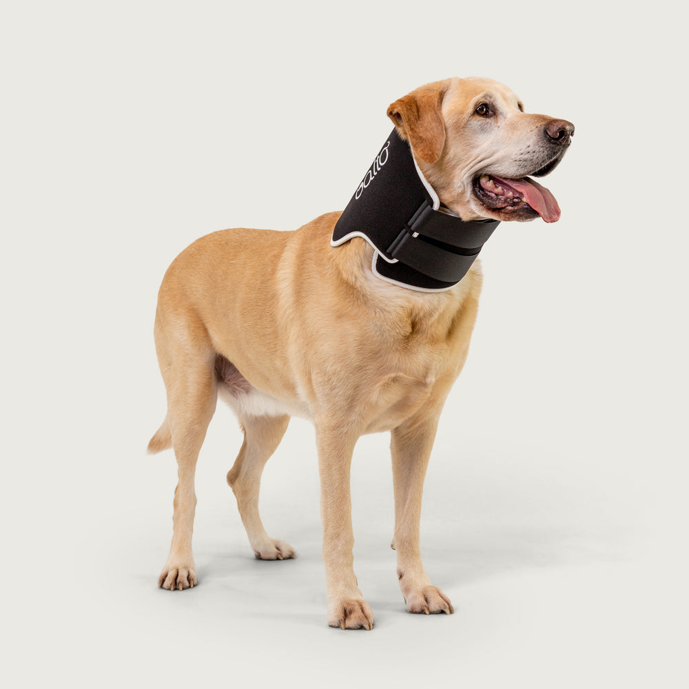 balto usa orthopedic neck brace for dogs as shown on golden dog