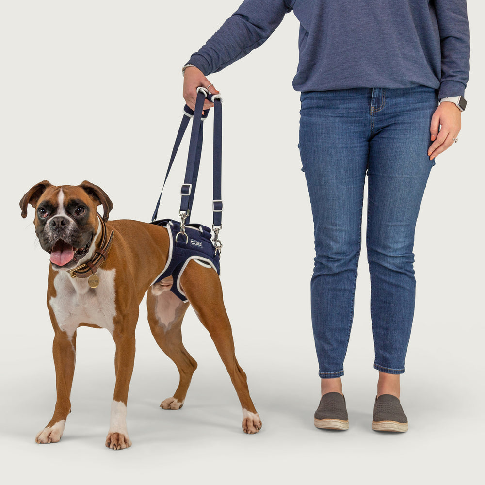 balto usa orthopedic life brace for canine as shown on dog