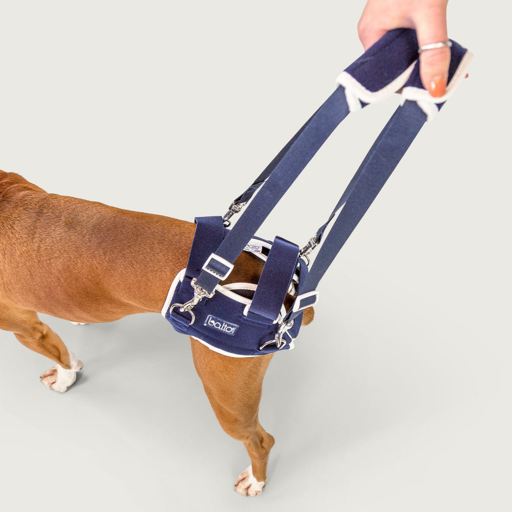 Brace for hip dysplasia dog online