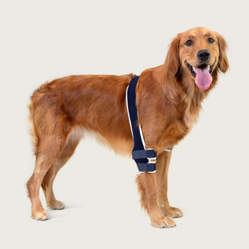 balto usa orthopedic brace for canine soft brace for elbow as shown on golden dog