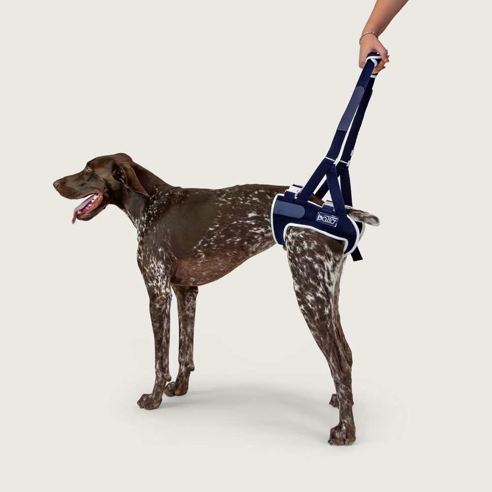 balto usa orthopedic brace for canines showing the up brace on happy dog