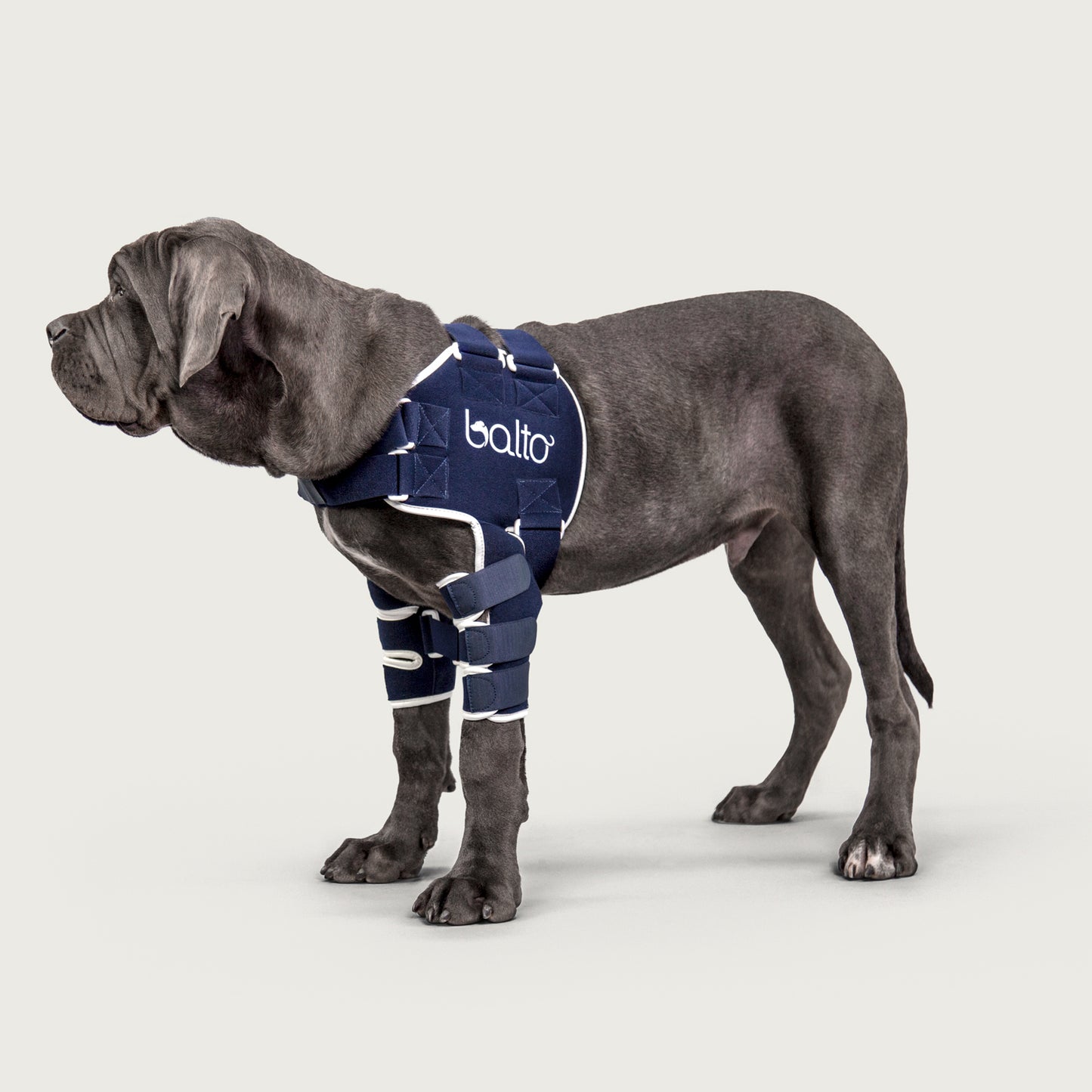 balto usa orthopedic shoulder lux brace for canine, view on dog.