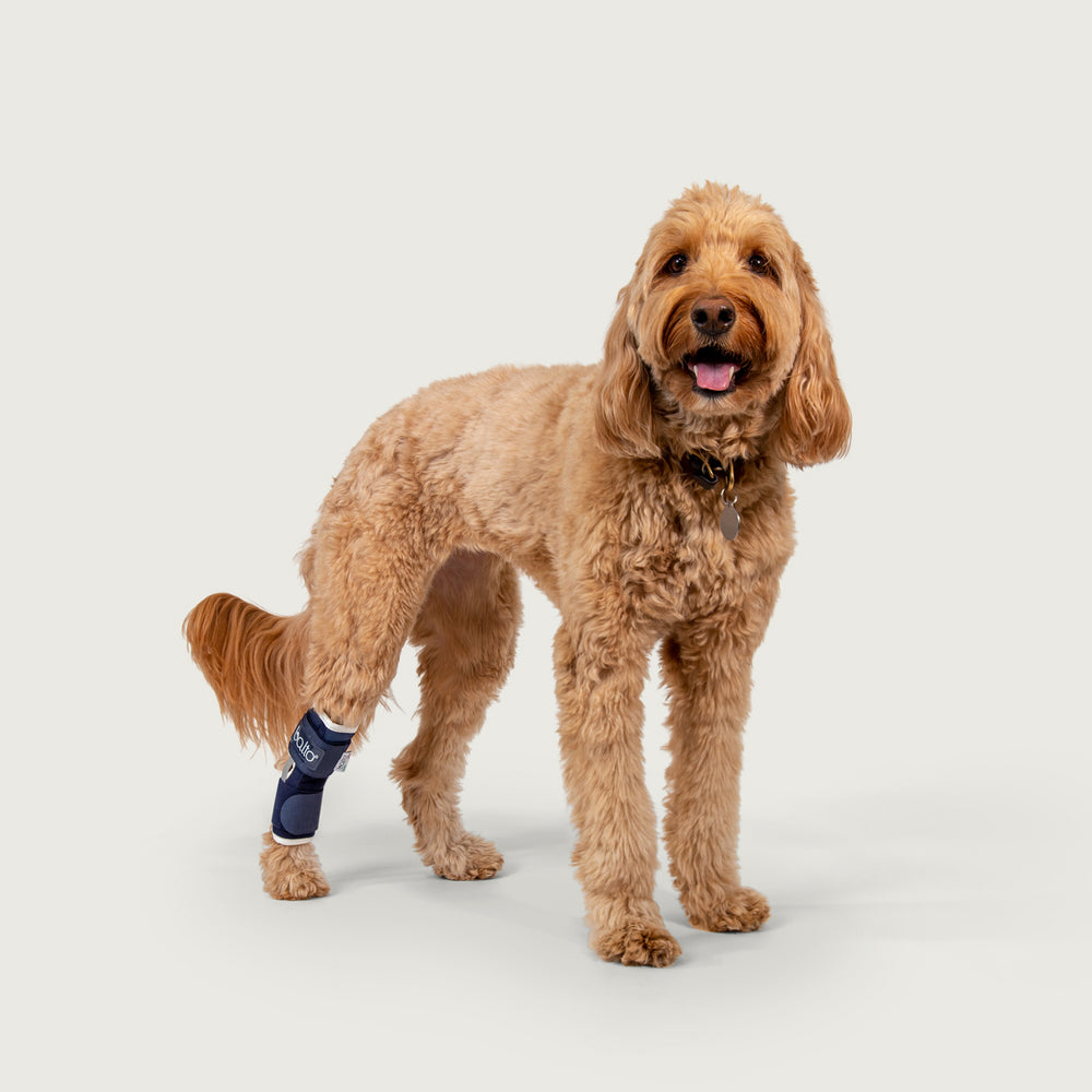 balto USA orthopedic bracing showing the hock brace on a golden dog