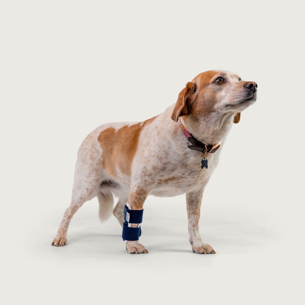 balto usa orthopedic bracing for canines. joint brace on happy dog.