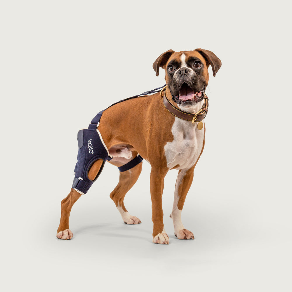 balto usa orthopedic brace jump on dog smiling