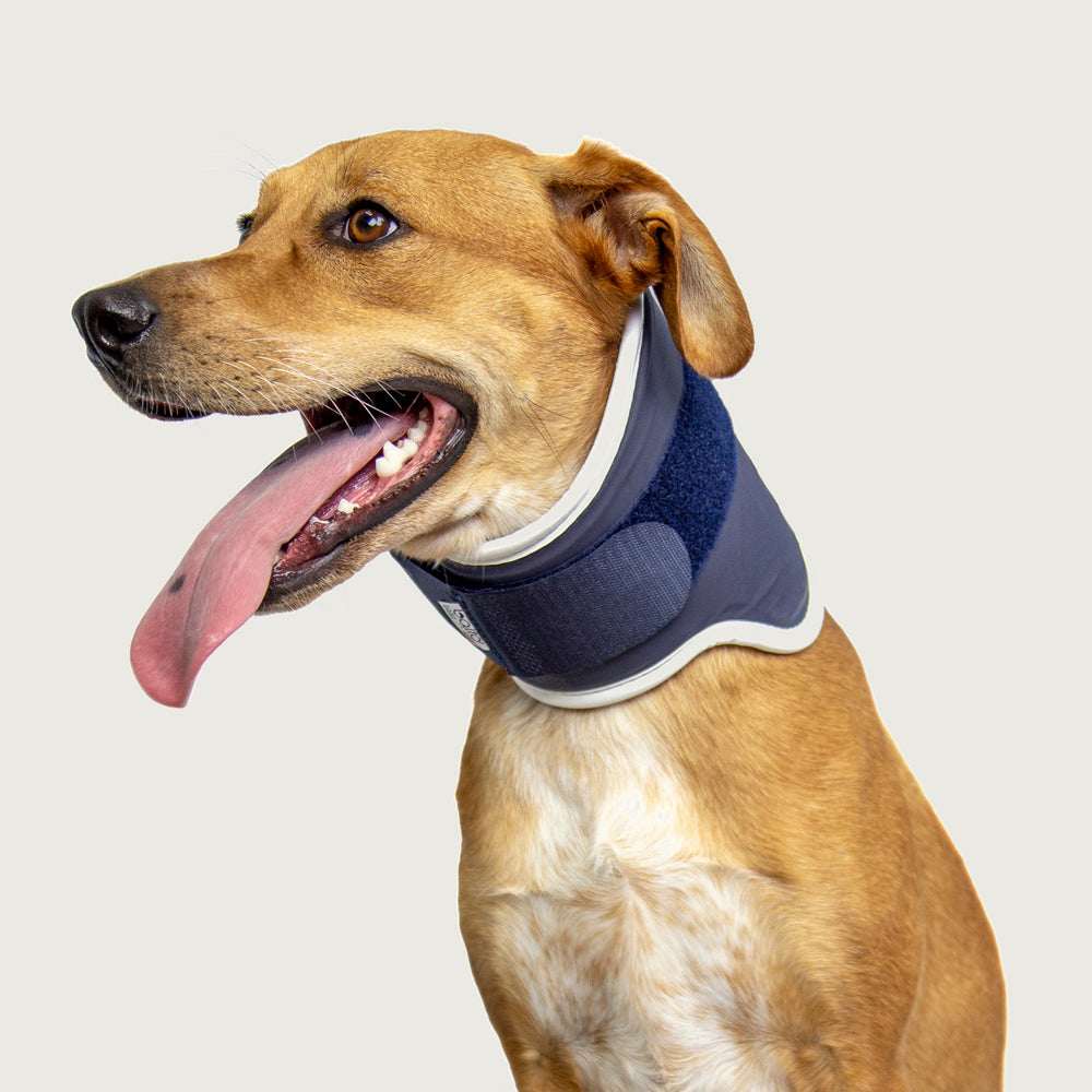 balto usa orthopedic neck brace as shown on happy dog