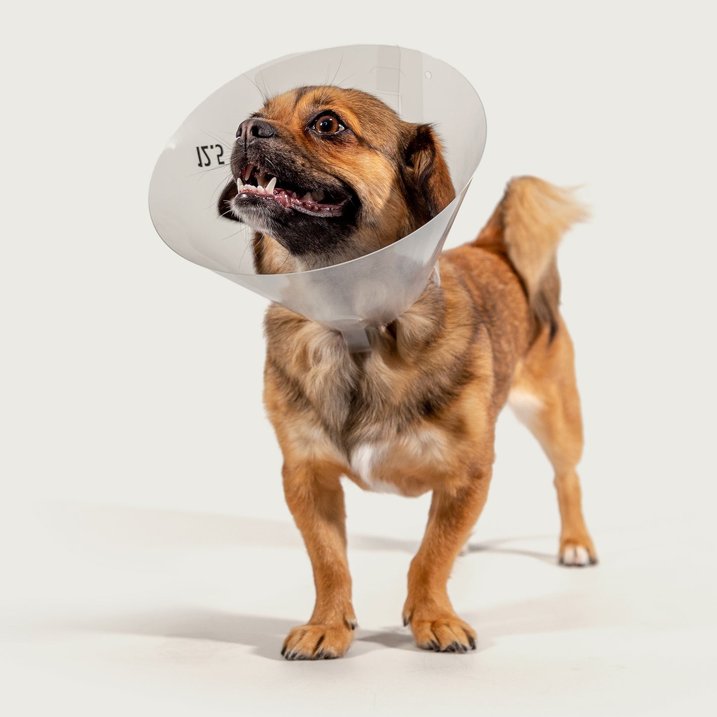 
                  
                    betsy clear collar on trixie dog
                  
                