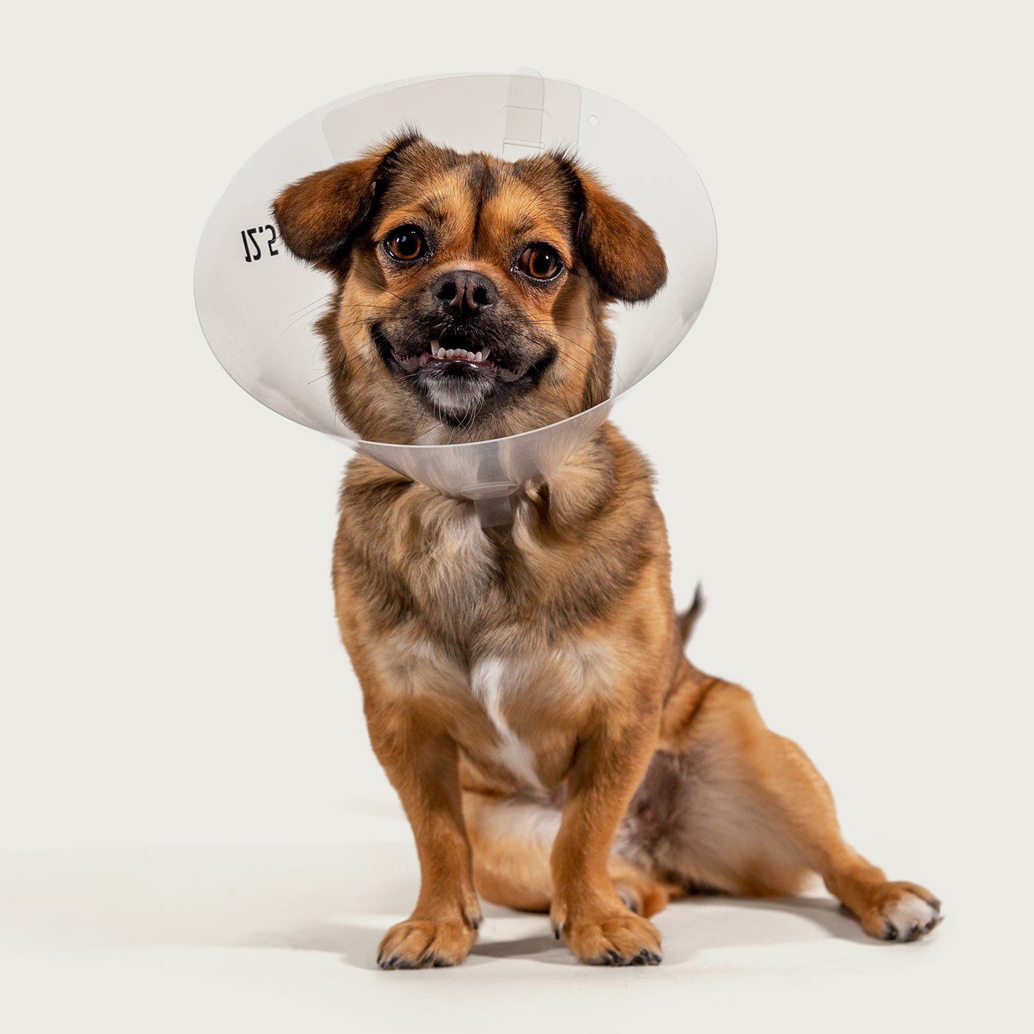 betsy clear dog elizabethean collar cone of shame for canine