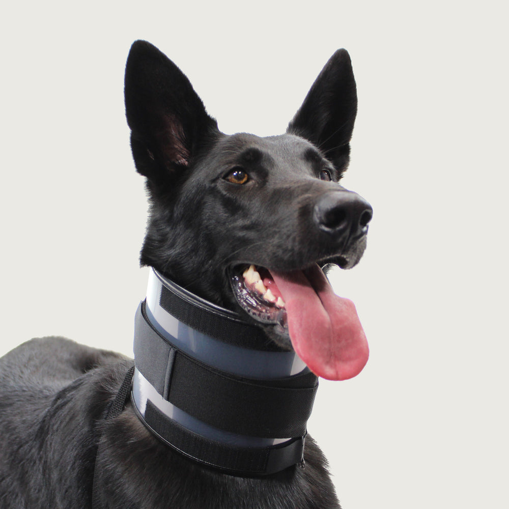 kvp bite free collar on a larger black dog