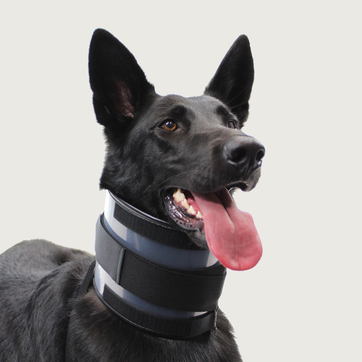 Dog wearing the Bite Free protective collar