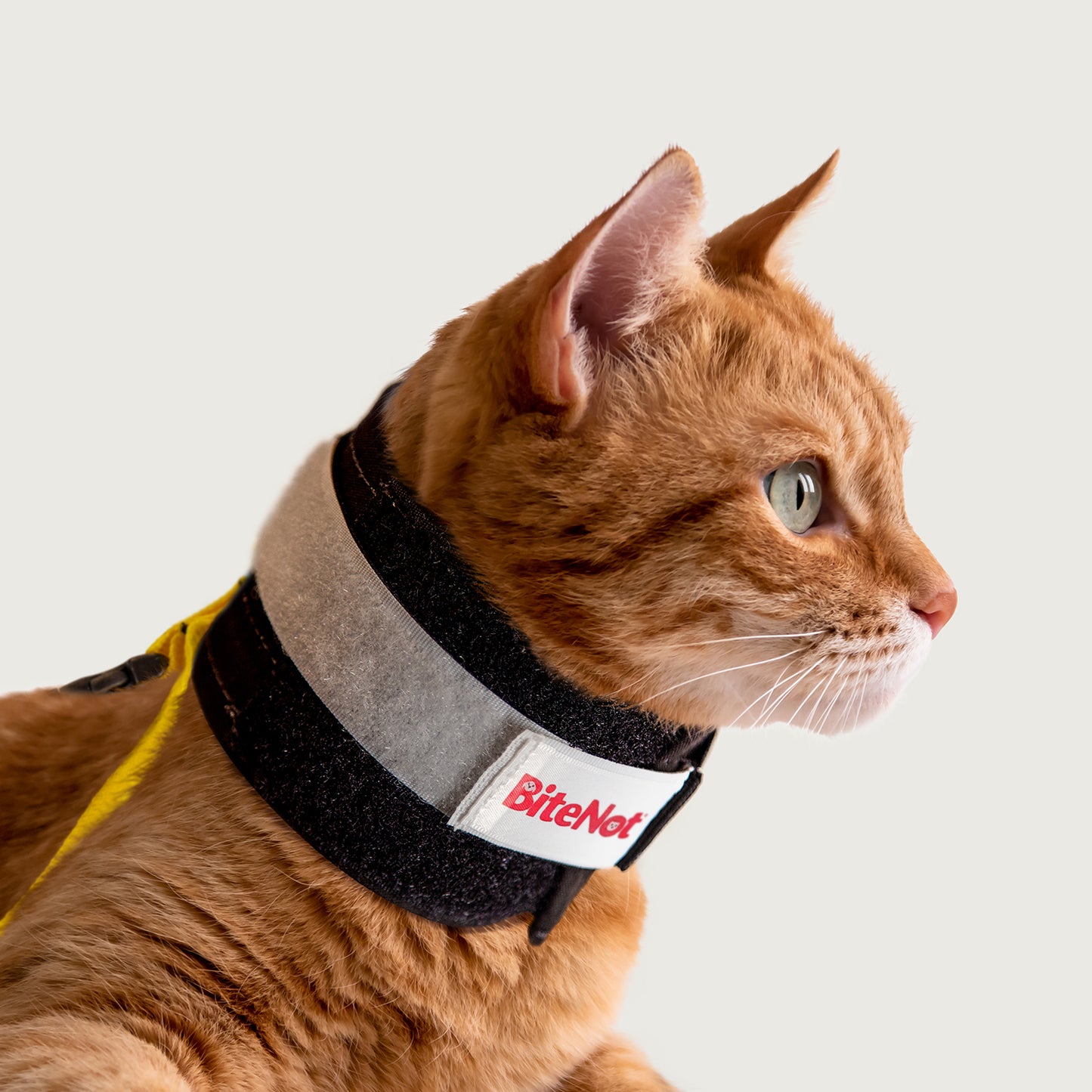 feline bitenot neck collar