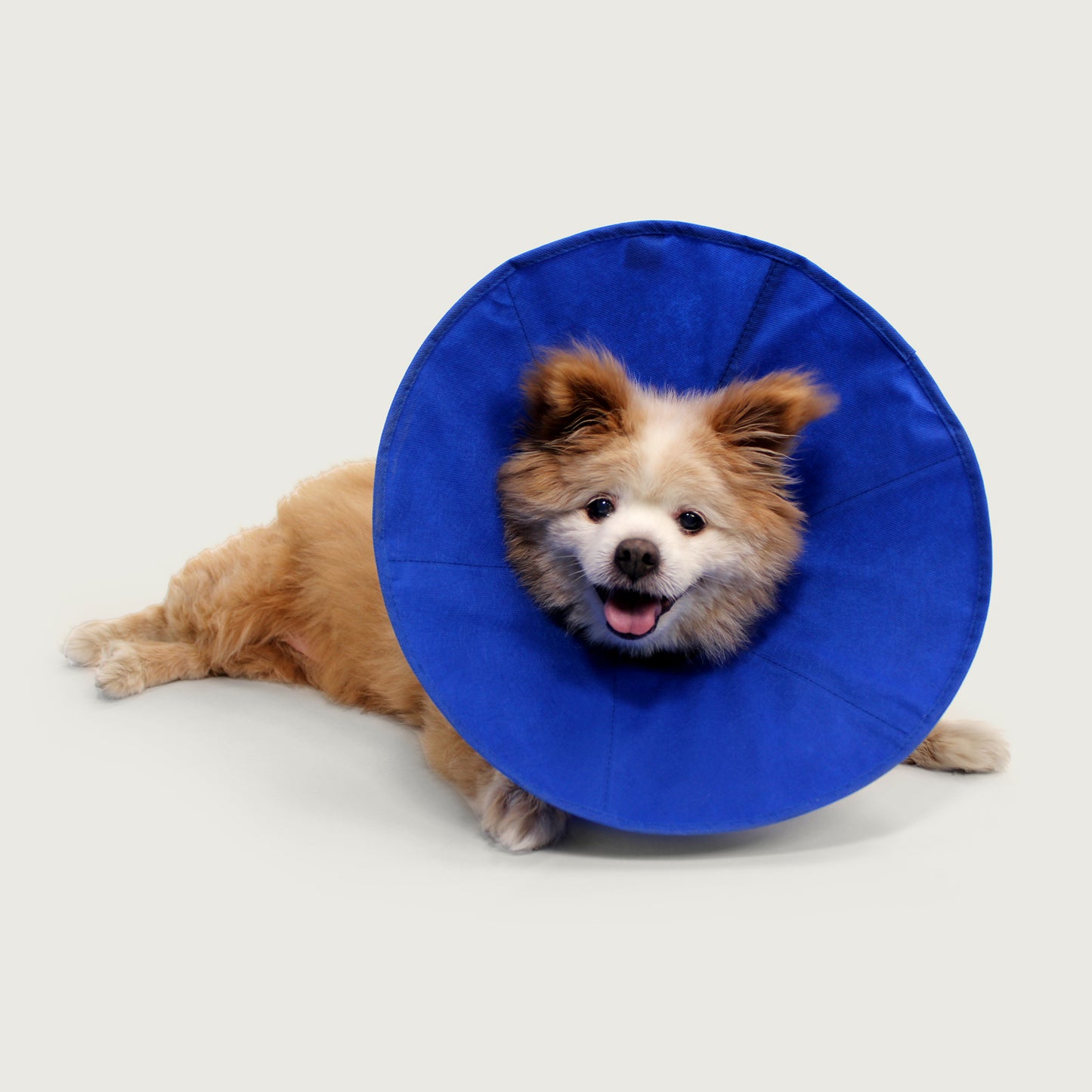 
                  
                    kvp ez soft dog collar cone on cute small dog
                  
                