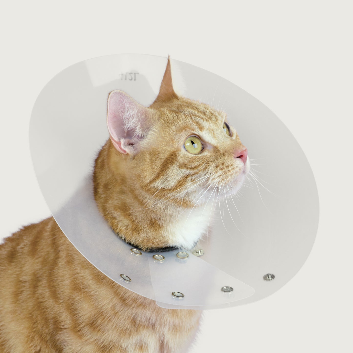 cat wearing a saf t shield collar