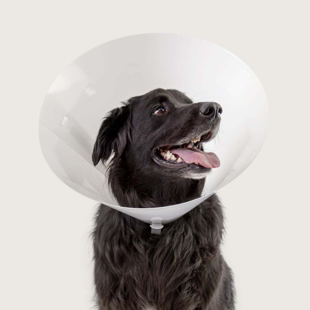 kvp betsy clear collar cone on black dog