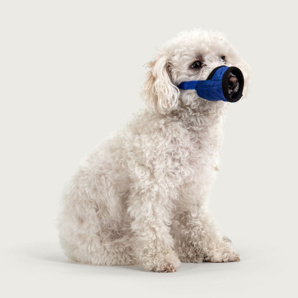 
                  
                    kvp soft muzzle on biscuit cute dog
                  
                