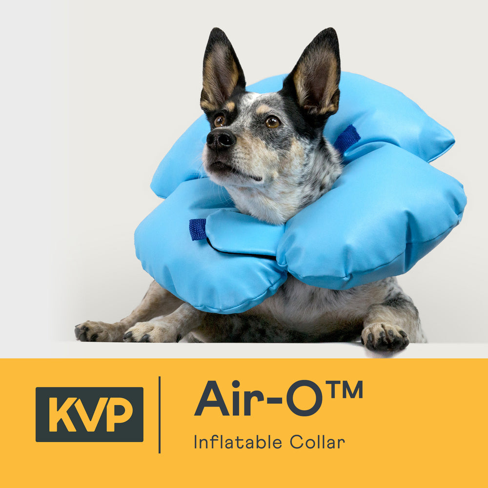 Air-O™ Dog E- Collar - Inflatable Dog Cone – KVP International, Inc.