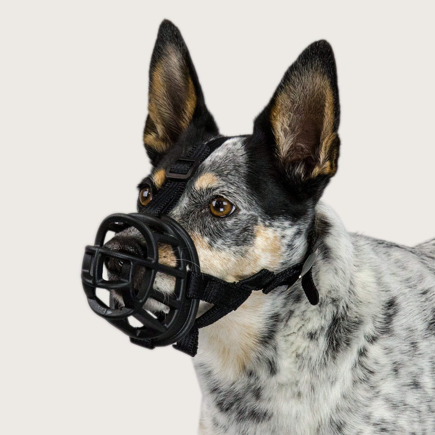 baskerville muzzle for dog as shown on canine