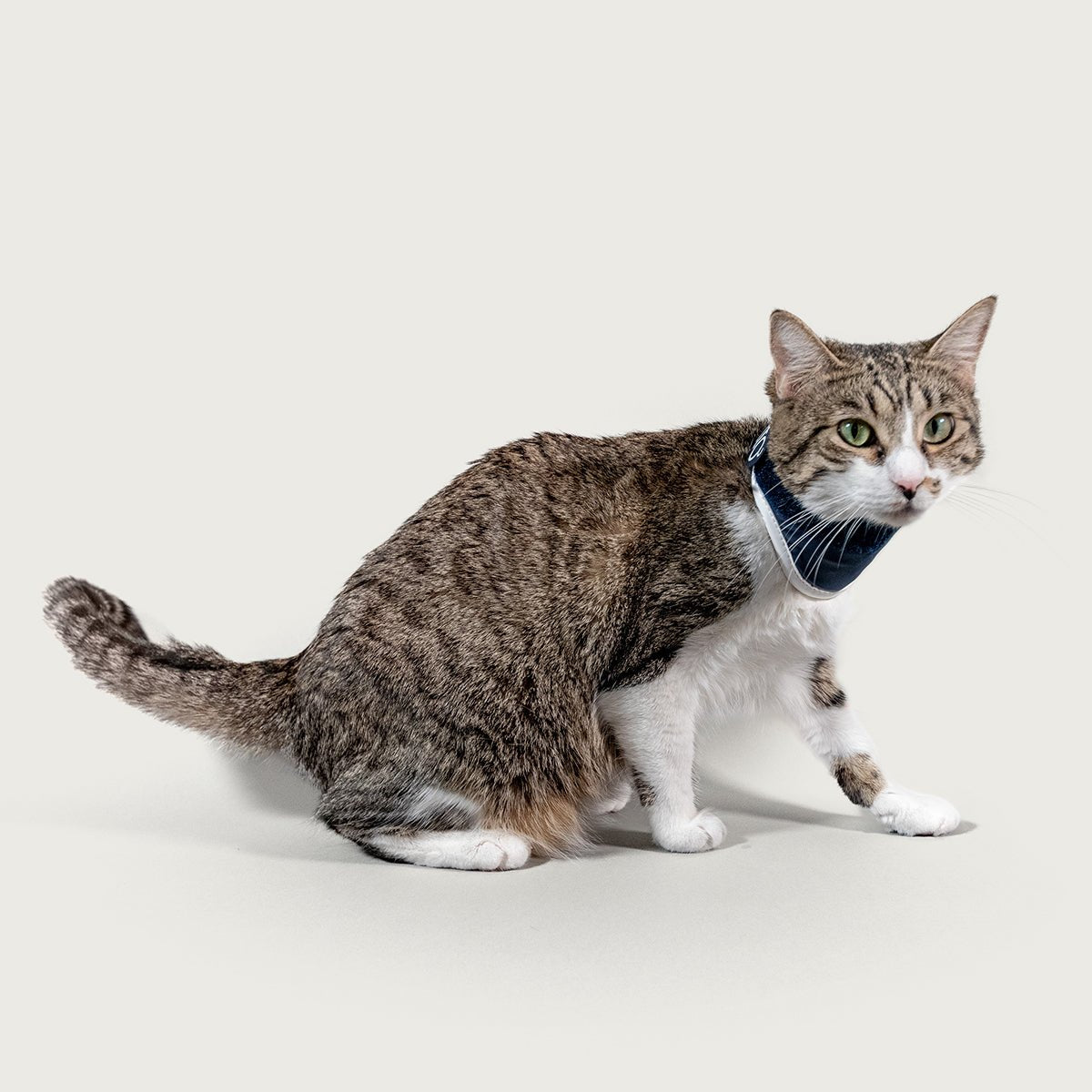 
                  
                    Balto® Neck Cat - Rigid Neck Brace for Cats
                  
                