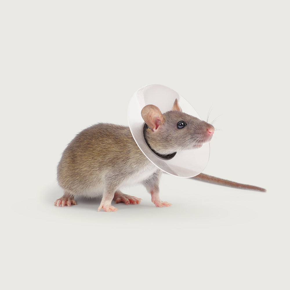 rodent wearing a saf t shield collar