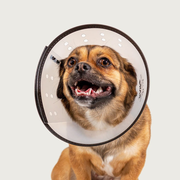 EZ Clear™ Dog E- Collar - Multicolor Velcro Dog Cone – KVP