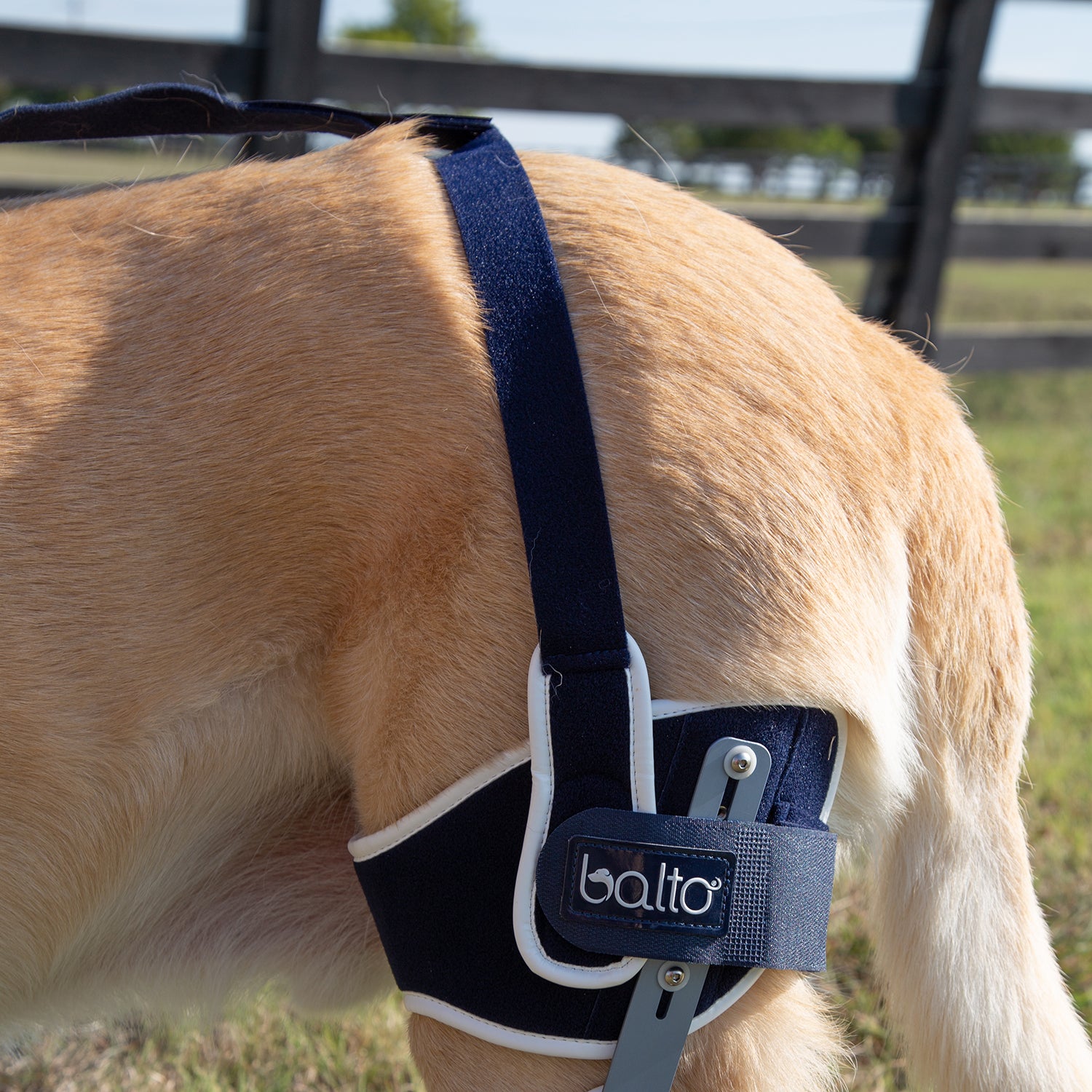 Balto Ligatek Adjustable Hinged Dog Knee Brace – CCL Brace for