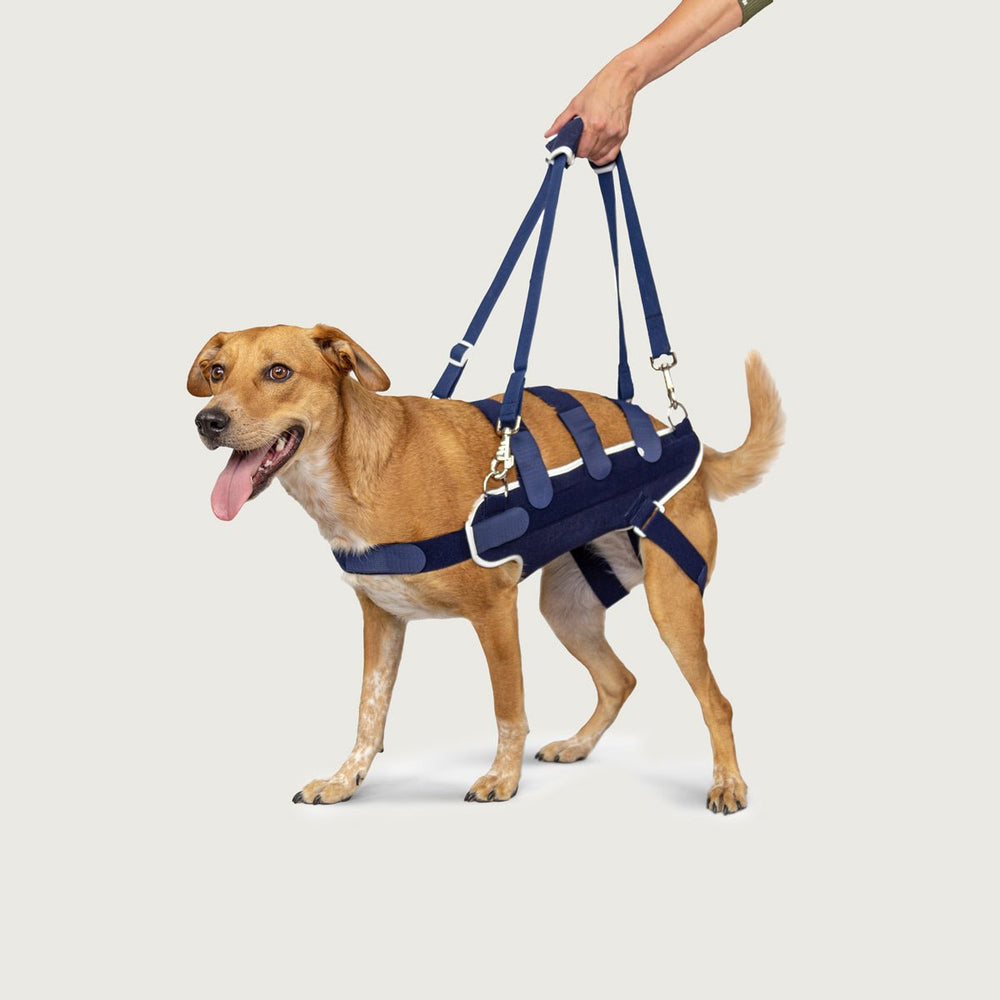 balto lift harness with dog for orthopedic canine care