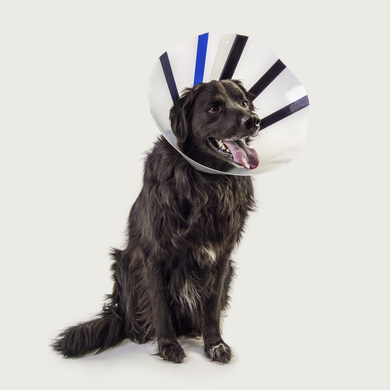 ezclear collar on dog