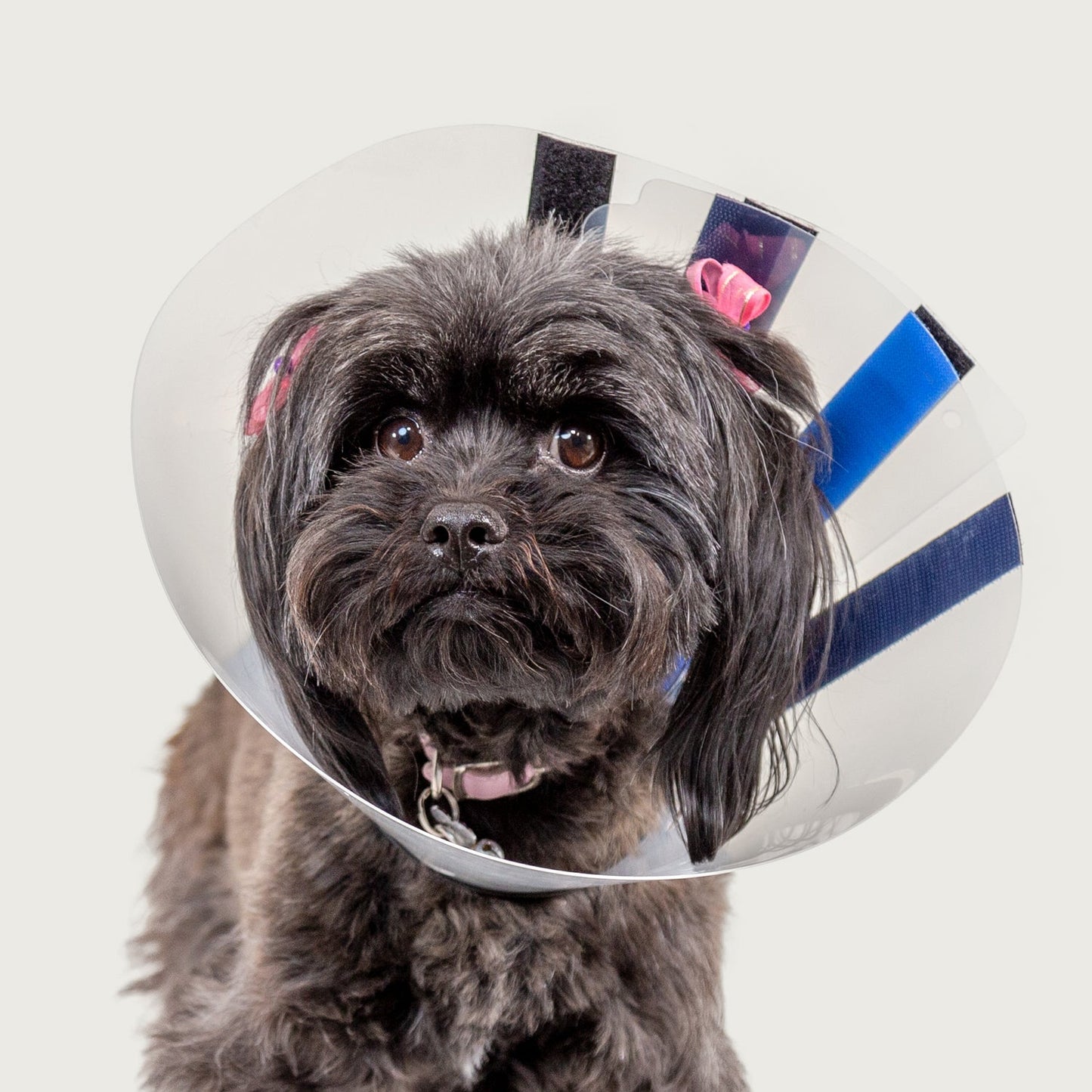 dog cone collar ez clear on small dog