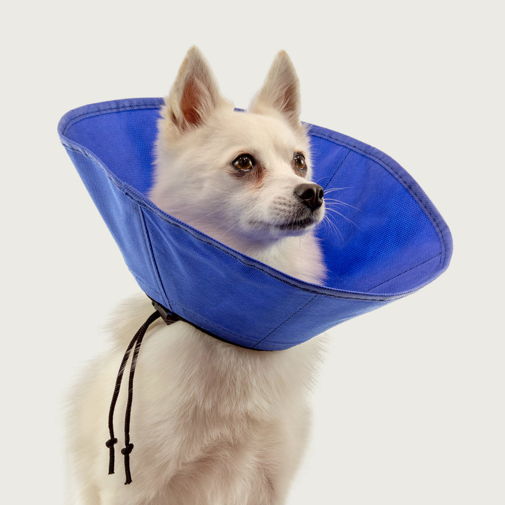 Cone Dog Lampshade Collar Can You Use An E Collar On A Puppy