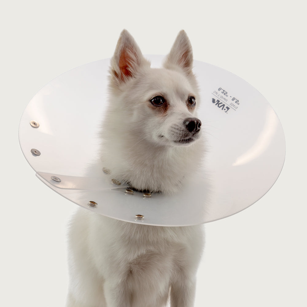 white dog wearing a saf t shield cone collar